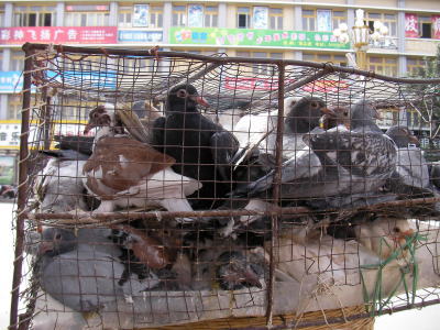 西昌